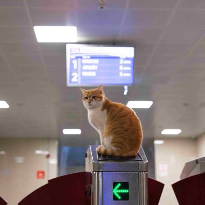 Top Tips for Travelling with Pets: 5 Important Things to Remember and 3 Cities to Consider