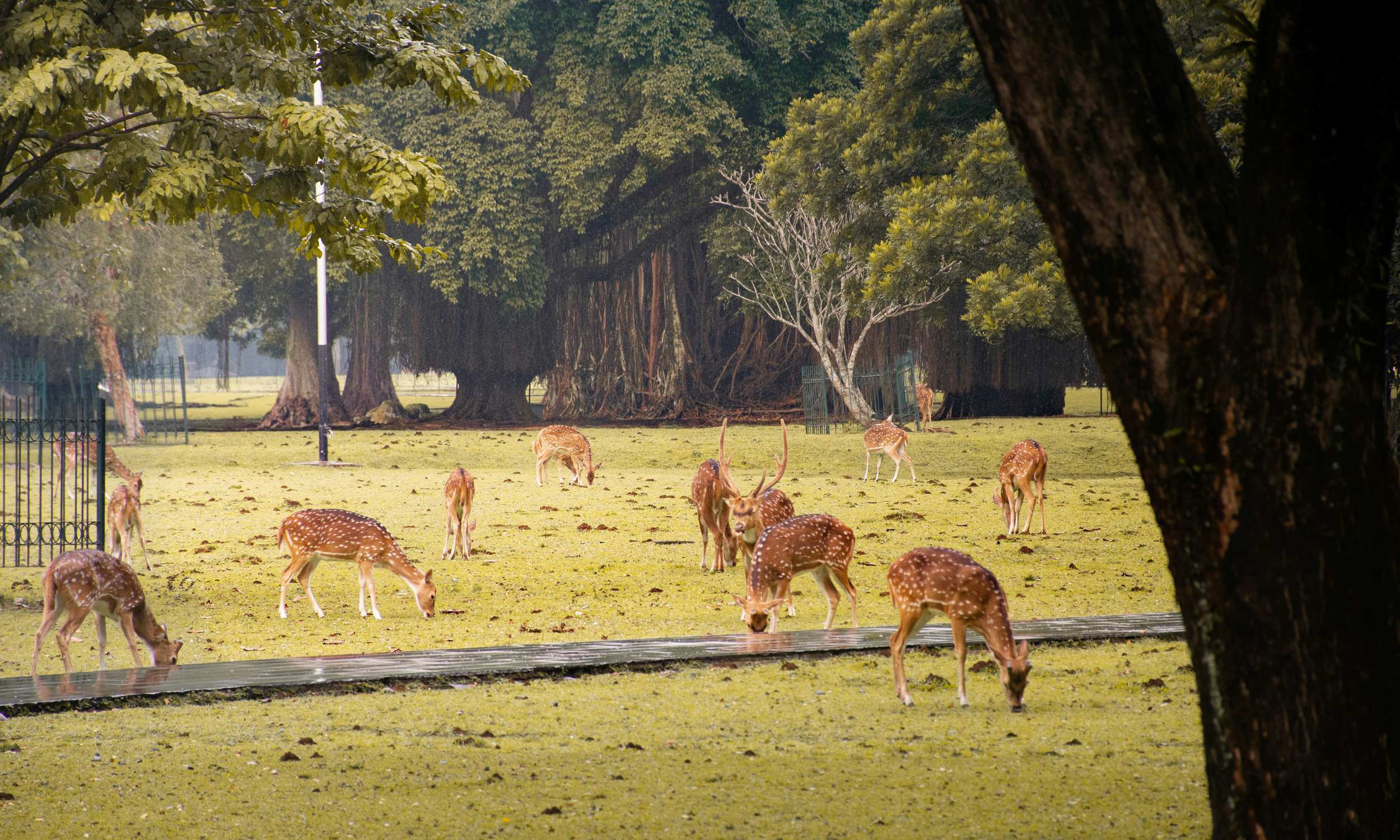 Bogor Botanical Gardens Deer