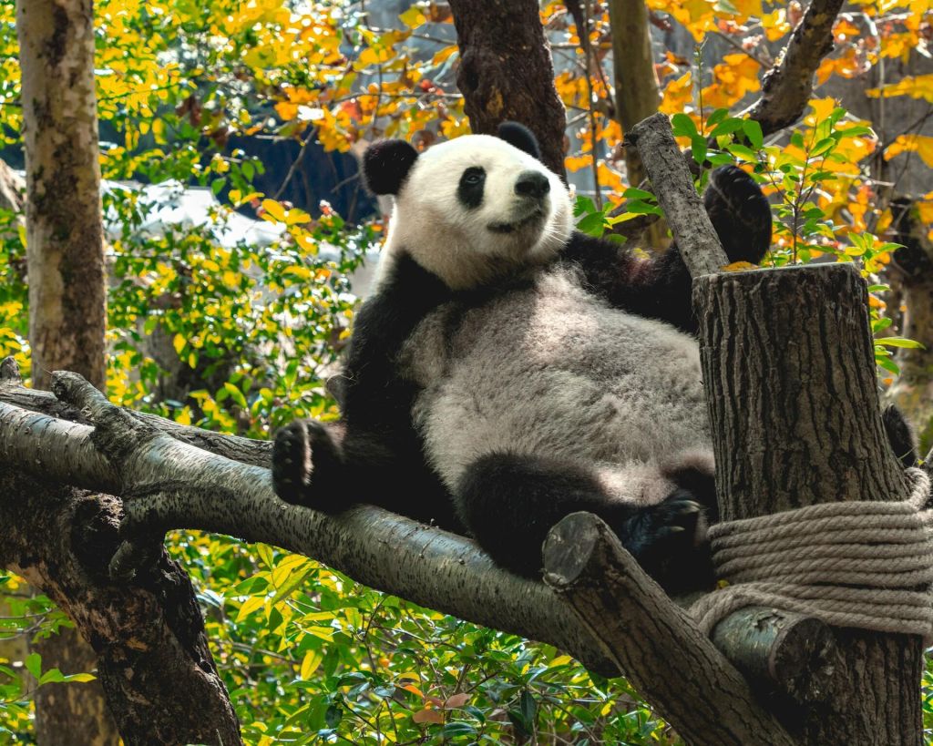 Chengdu