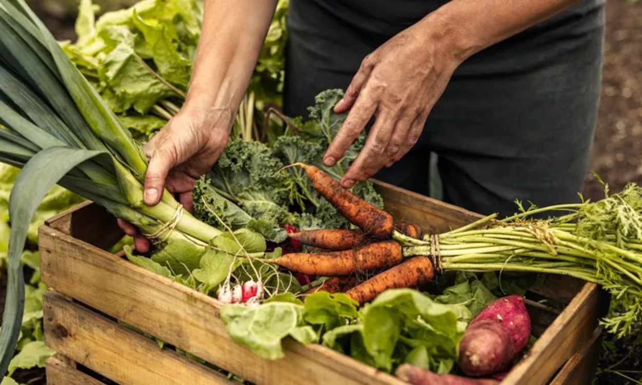 vegetable-farmer-1346744398 Trafalgar River Cruise - Vegetable Farmer