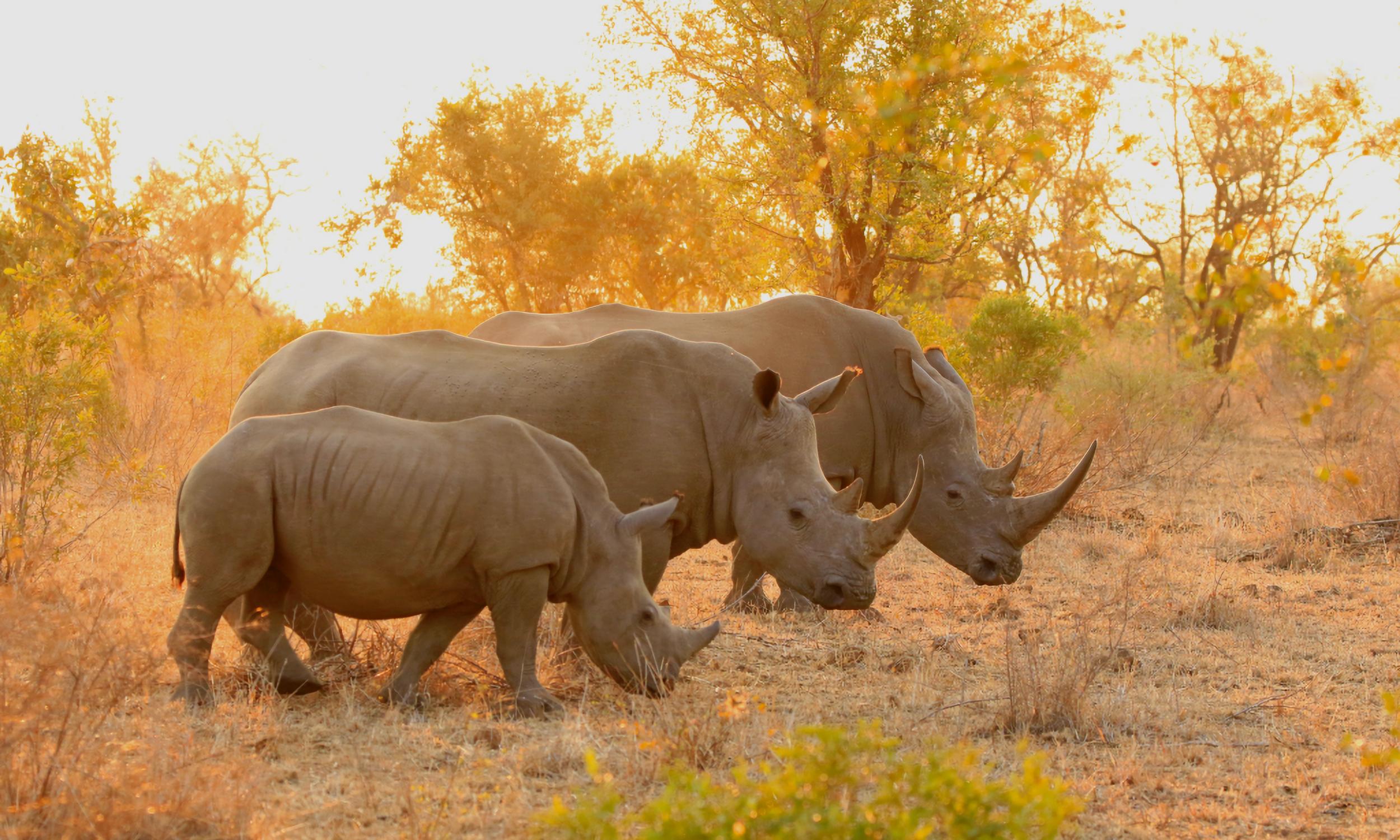 Rhinos in South Africa, Africa