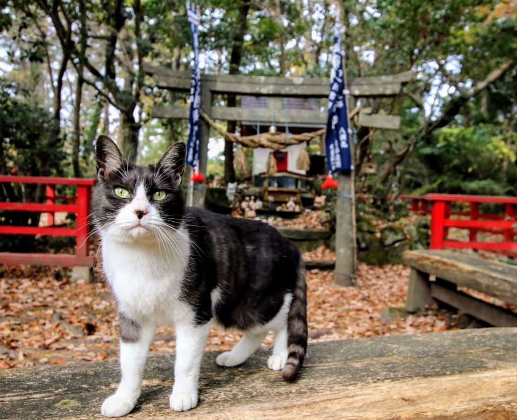 Tashirojima