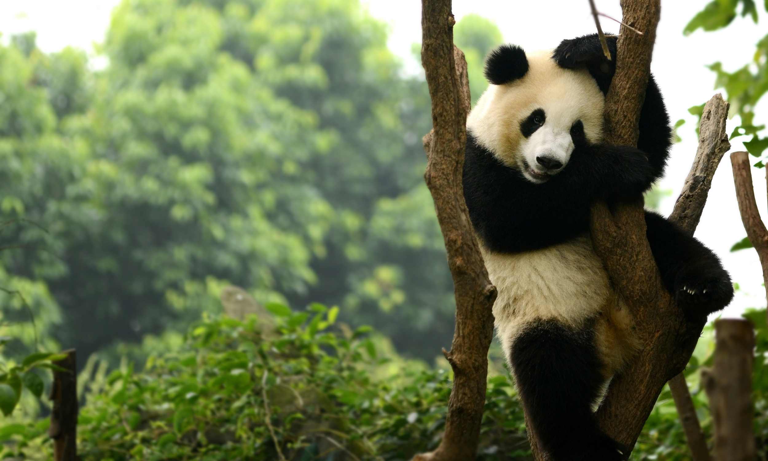 Chengdu Panda