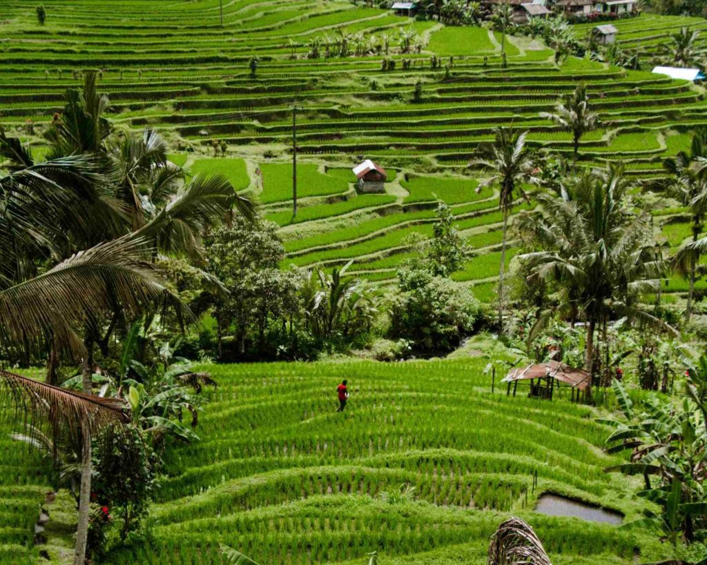 Jatiluwih Rice Terrace