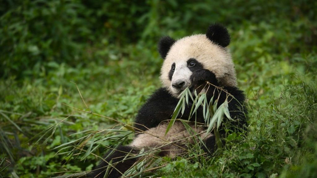 Chengdu