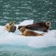 wildlife-alaska-usa