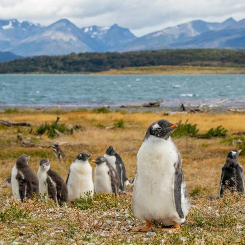 Penguins - Martillo Island, Ushuaia, Tierra del Fuego, Argentina