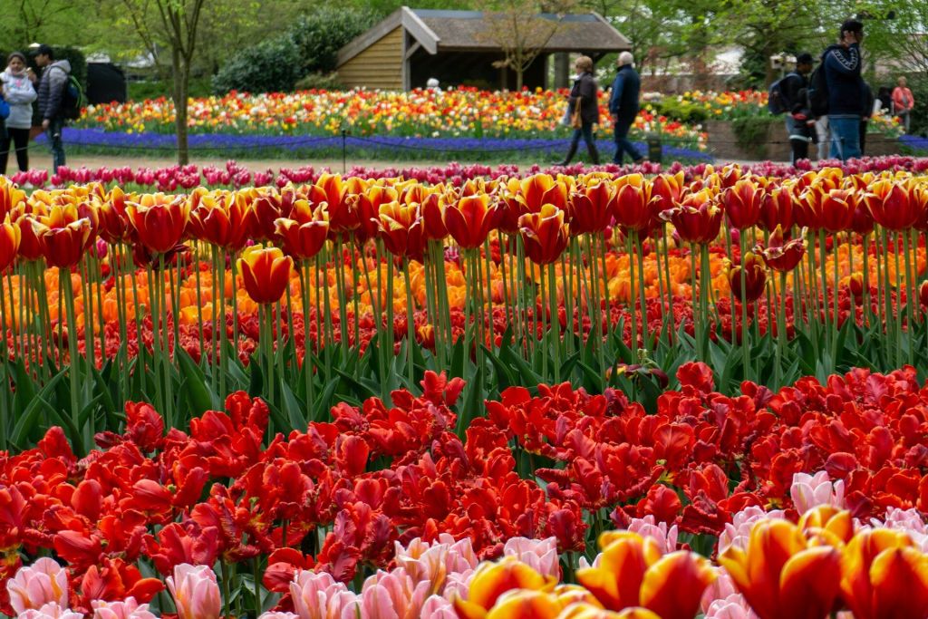 The Netherlands