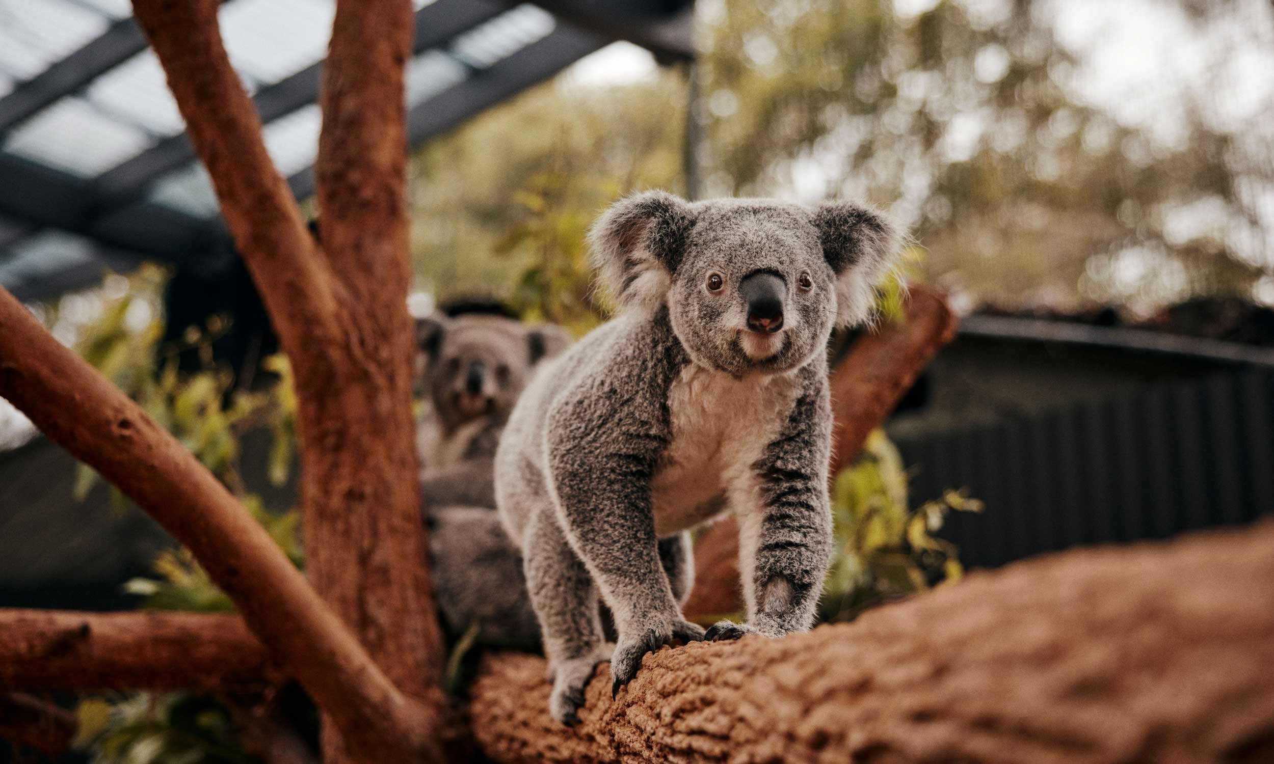 08 taronga zoo htt dnsw 4d3n sydney web