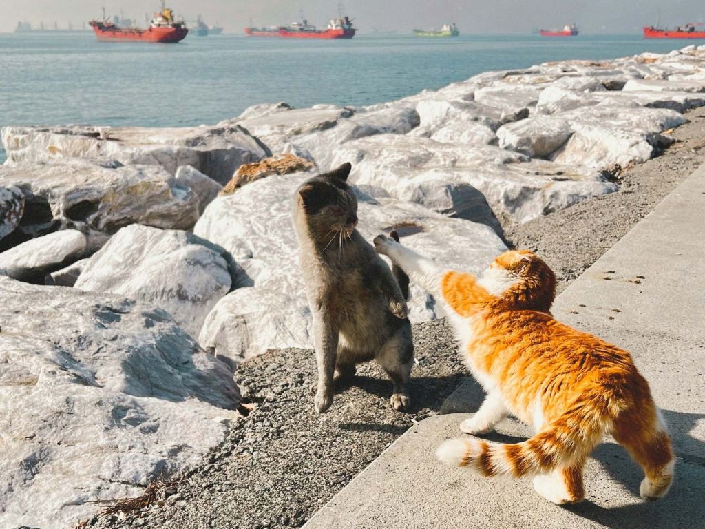 Cats in Istanbul