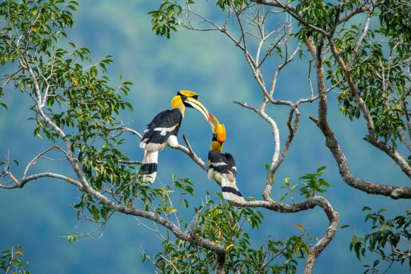 club-med-borneo-great-hornbill
