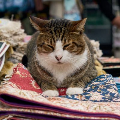 On a Mission to Pet the Cats of Istanbul: The Perfect 2026 Guide