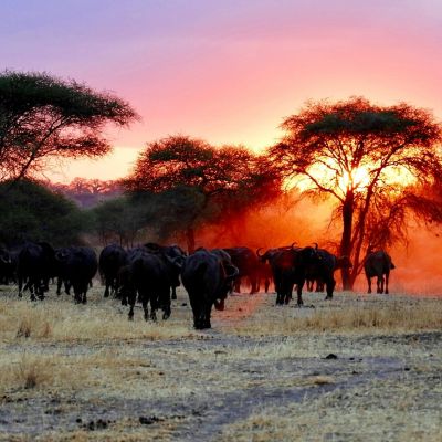 Discovering SkySafari's Secrets to the Great Migration