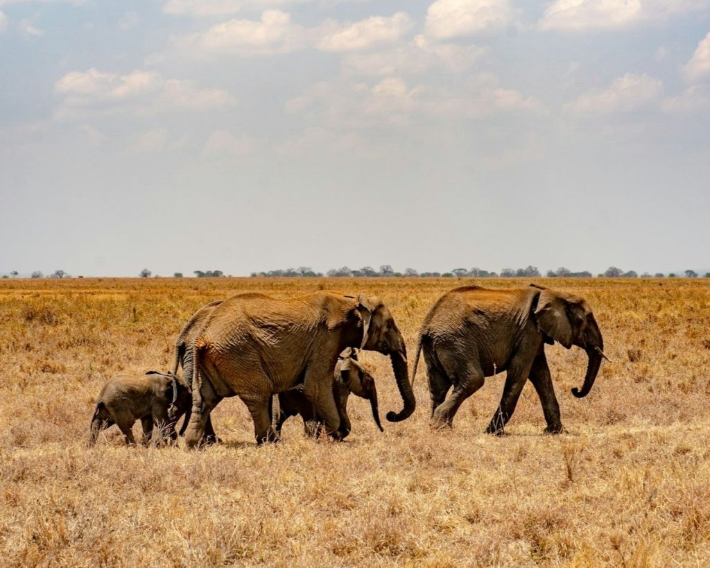 SkySafari Tanzania