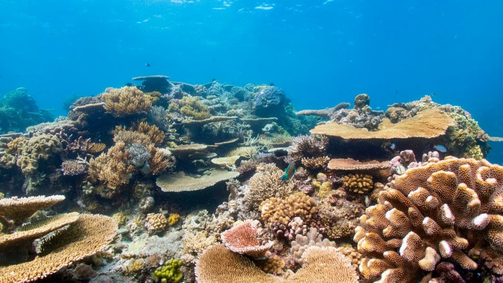 Winter in Australia Great Barrier Reef
