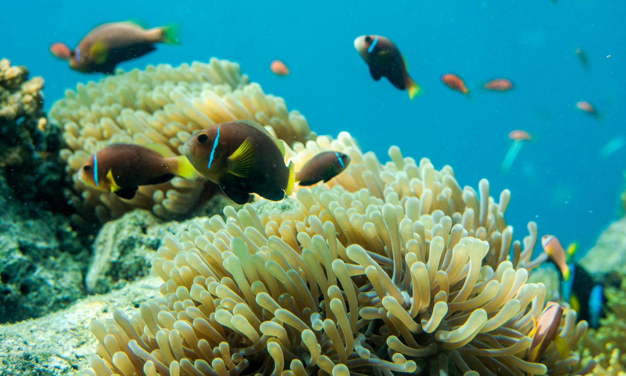 Banana Reef, Maldives