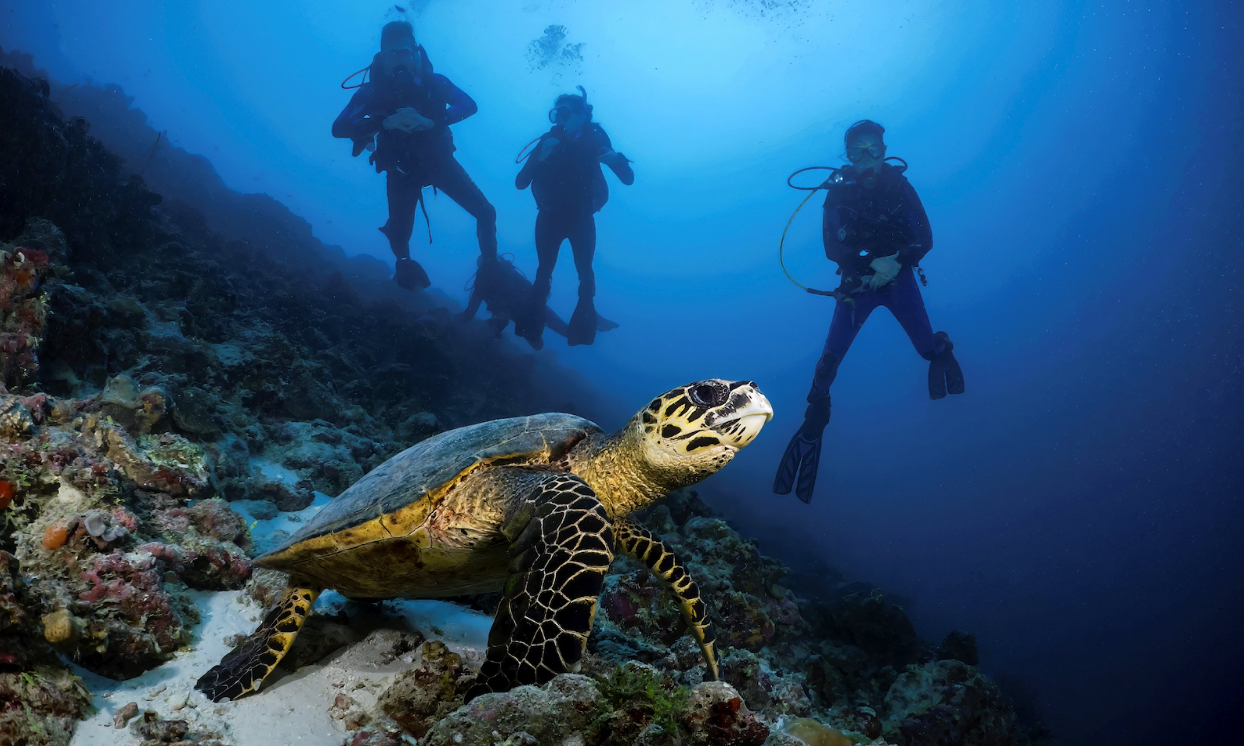 Diving Canareef Maldives 2