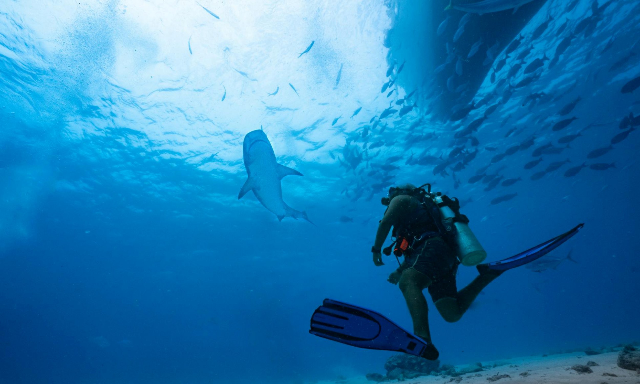 Diving The Residence Maldives at Dhigurah