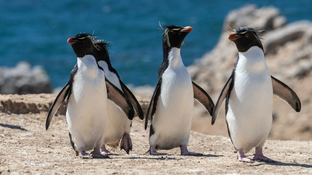 Fly cruise Falkland Islands