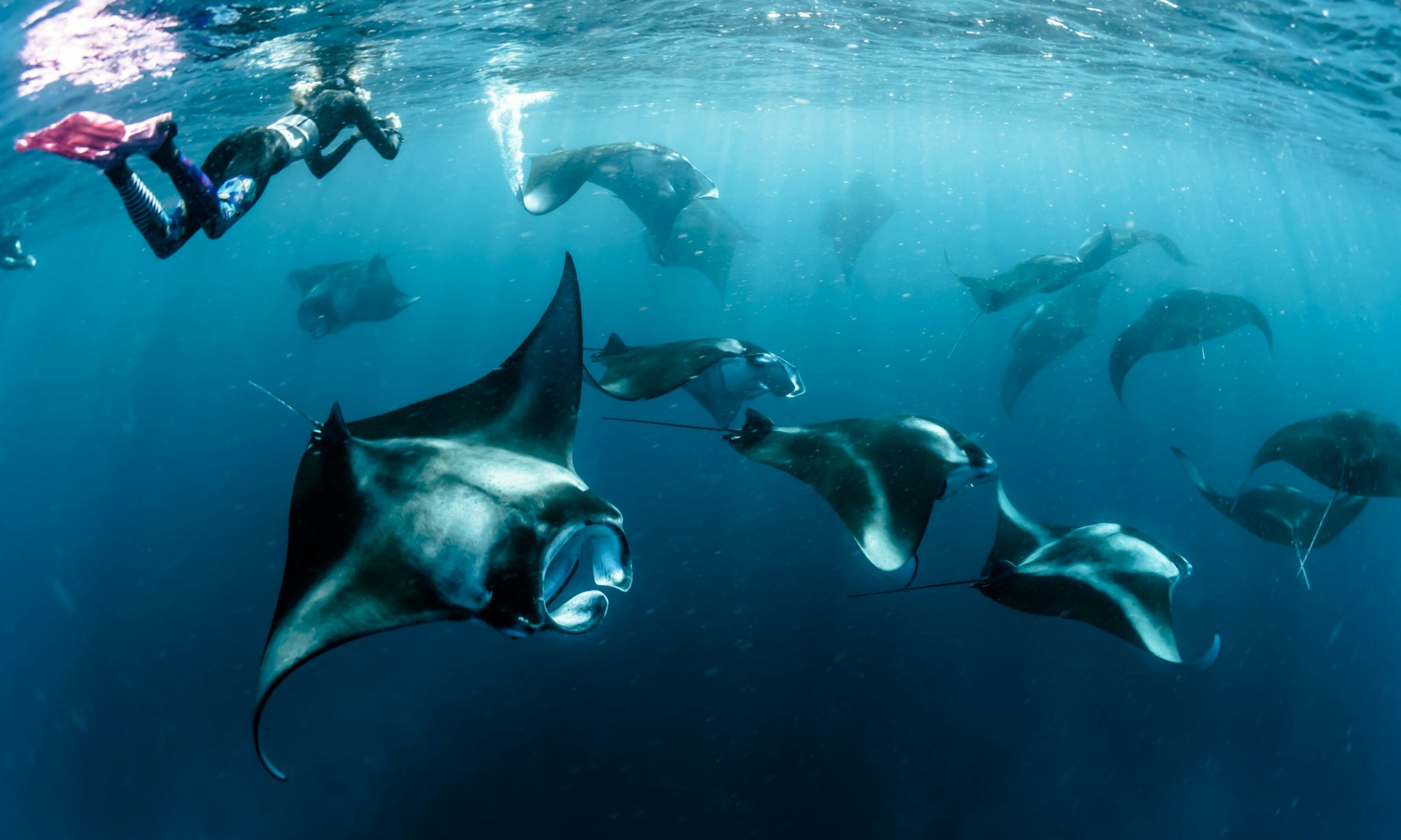 Hanifaru Bay, Maldives