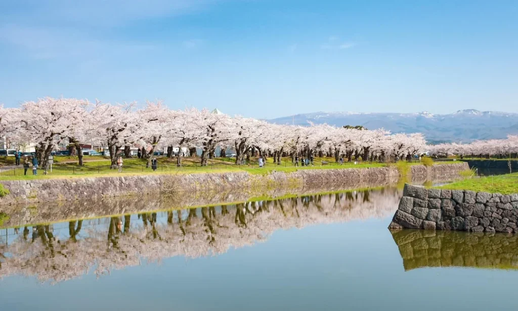 Princess Cruise Diamond Princess 10D9N Hokkaido Cherry Blossoms Hero Image