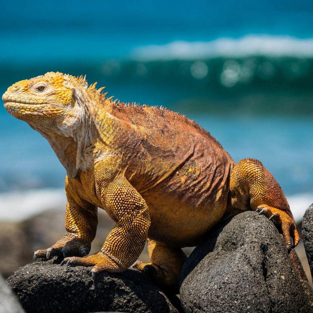 Iguana at Galapagos iguana-galapagos