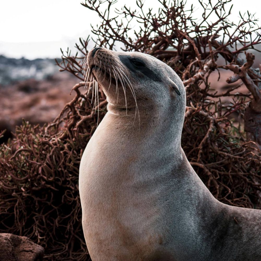Sea Lion at Galapagos sea-lion-galapagos-ecuador