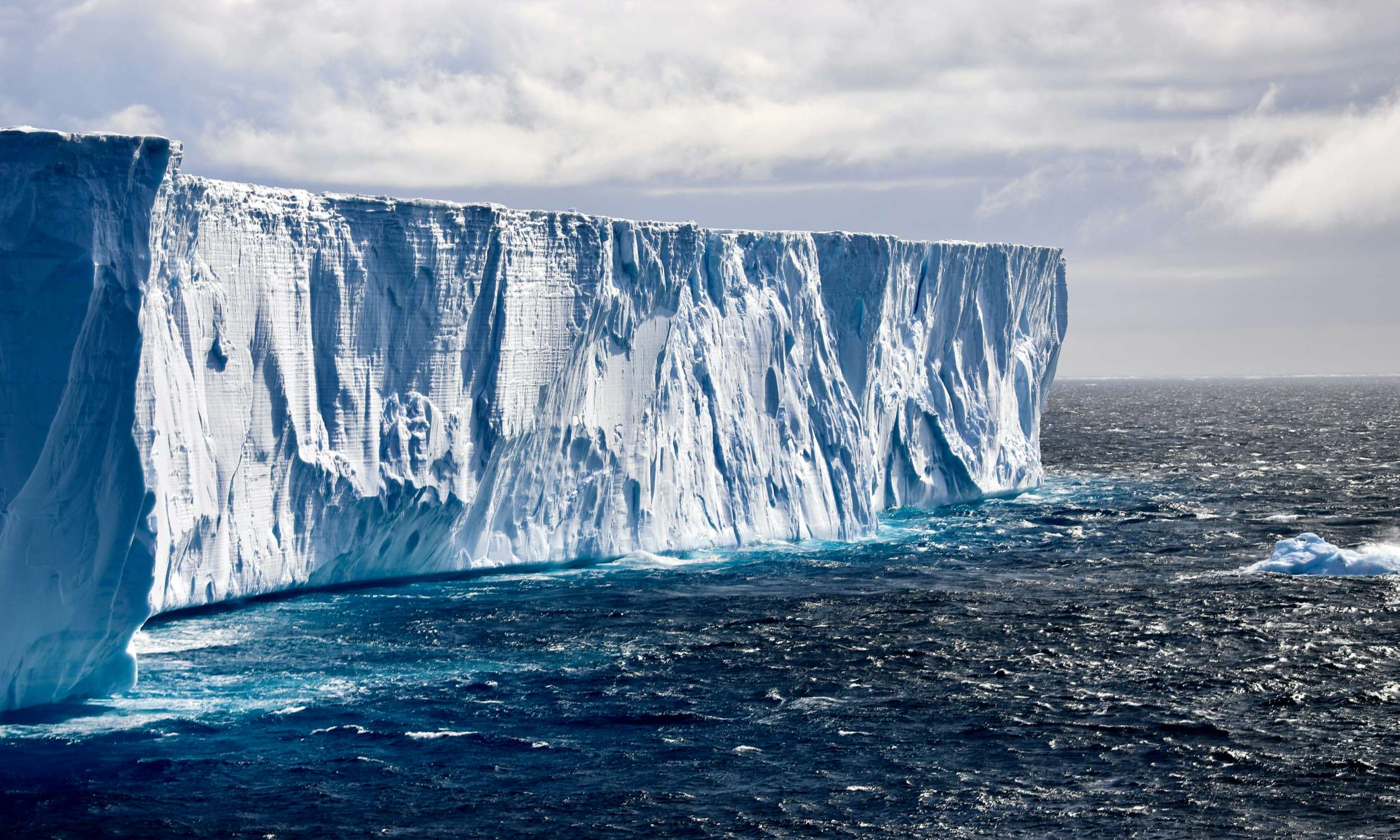 Antarctica antarctica