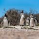 puerto-madryn-argentina
