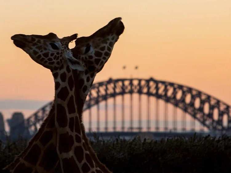 See Sydney Taronga Zoo See Sydney Taronga Zoo