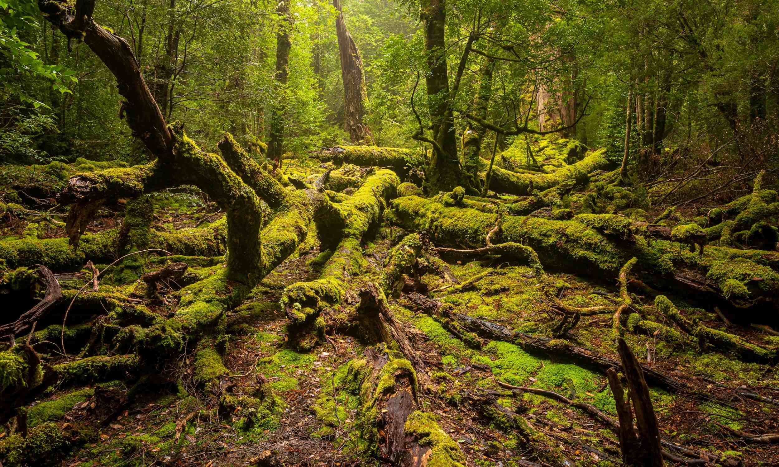 Tasmania Australia 1